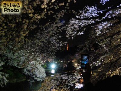 千鳥ヶ淵緑道ライトアップされた夜桜