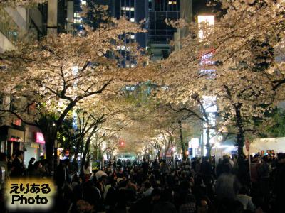 2015年八重洲さくら通りの桜